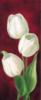 Схема вышивки «Белые тюльпаны ч.1»