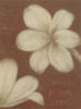 Схема вышивки «White Flower on Brown»
