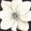 White Flower on Black: оригинал