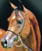 Схема вышивки «Портрет арабской лошади»