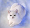 Кот на снегу: оригинал