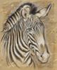 Схема вышивки «Safari - Zebra»