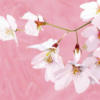 White Magnolia on Pink: оригинал