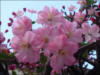 Нежные цветы сакуры: оригинал