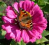 Бабочка на цветке цинии: оригинал