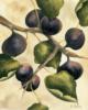 Схема вышивки «Bunch of Fruits - Figs»