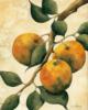 Схема вышивки «Bunch of Fruits - Oranges»