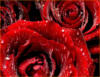 Схема вышивки «Розовые росы»