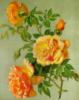 Схема вышивки «Оранжевые розы»