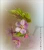 Цветок сакуры: оригинал