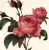 Схема вышивки «Подушка розовые розы»