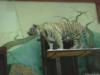 Схема вышивки «Тигр в зоопарке»