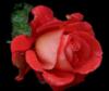 Схема вышивки «Бутон алой розы на чёрном»
