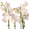 Схема вышивки «White Orchids on White»