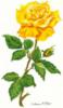 Схема вышивки «Жёлтая роза»