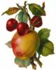 Схема вышивки «Яблоко и вишни»