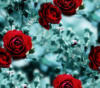 Схема вышивки «Наволочка "Зимние розы"»