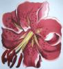 Схема вышивки «Close Up Flower - Red»