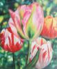 Схема вышивки «Colorful Flowers - Tulips»