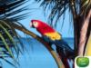 Тропический попугай: оригинал