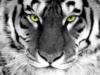 Черно-белый тигр: оригинал