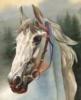 Схема вышивки «Портрет скакового коня»