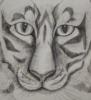 Схема вышивки «Набросок тигра»