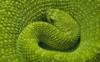 Схема вышивки «Зеленая змея»