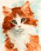 Схема вышивки «Портрет рыжего котика»