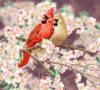 Схема вышивки «Птички на цветущей сакуре»
