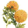 Схема вышивки «Chrysanthemum»