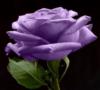 Голубая роза на чёрном: оригинал