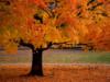 Схема вышивки «Осеннее дерево»