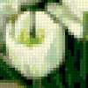 Белые тюльпаны: предпросмотр