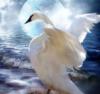 Белая лебедь и волны: оригинал