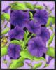 Схема вышивки «Framed Flowers - Petunia»