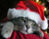 Котик в шляпе новогодней: оригинал
