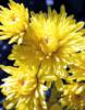 Схема вышивки «Жёлтые хризантемы»