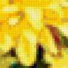 Огненные хризантемы: предпросмотр