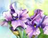Purple Irises on Blue: оригинал