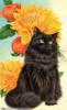 Чёрный кот и жёлтые цветы: оригинал