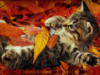 Котёнок в листве: оригинал