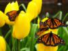 Бабочки на тюльпанах: оригинал