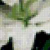 Букет белых лилий: предпросмотр