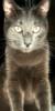 Киви-кот из Уфы: оригинал