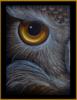 Owl Eye: оригинал
