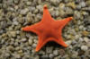 Схема вышивки «Морская звезда»