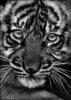 Tiger Portrait: оригинал