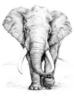 Схема вышивки «Afrikanskij slon»