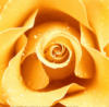 Желтая роза: оригинал